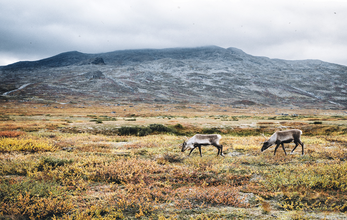 Rentiere Nordkalottleden